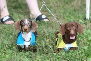 2019 Beeton Fall Fair