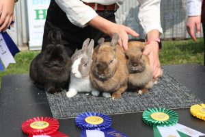 Rabbit Show and Competition at Beeton Fall Fair