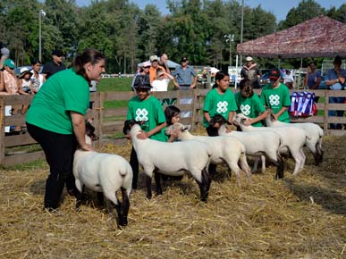 4H Sheep Show