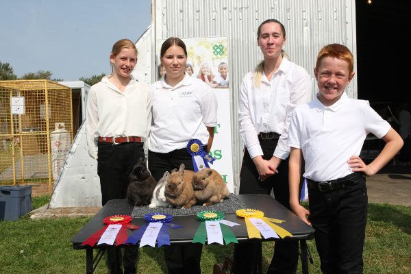 4-H livestock classes at Beeton Fair